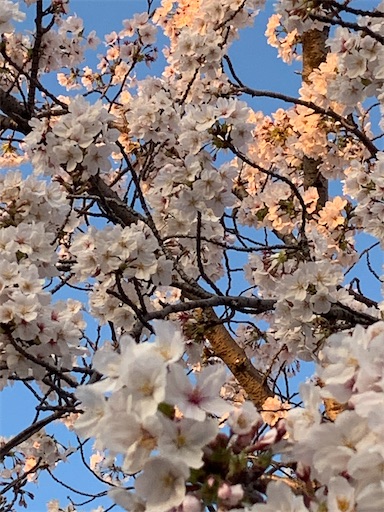 f:id:asahi11071005:20260404090939j:image