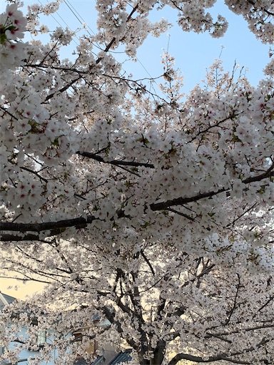 f:id:asahi11071005:20260404090952j:image