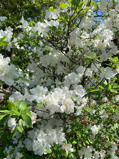 f:id:asahi11071005:20260413171229j:image