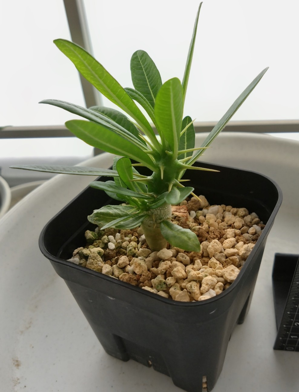 f:id:asahibotanica:20260912161935j:image f:id:asahibotanica:20260912161935j:image