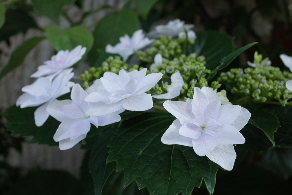 f:id:asahipontax:20180607103515j:plain