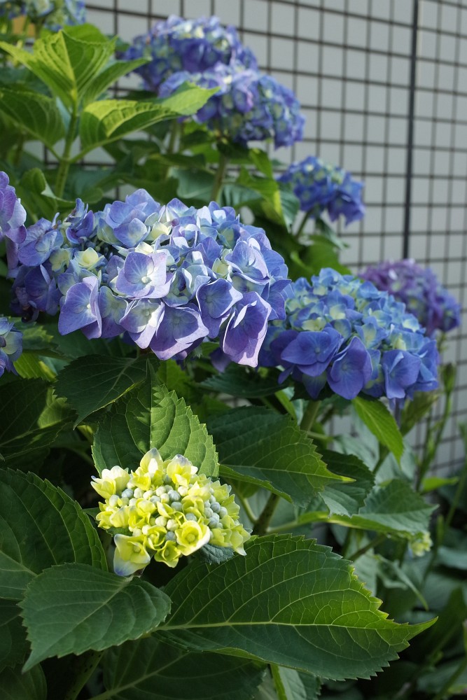 f:id:asahipontax:20180607103558j:plain