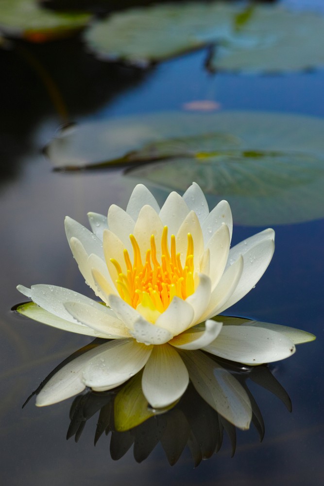 f:id:asahipontax:20180616200655j:plain
