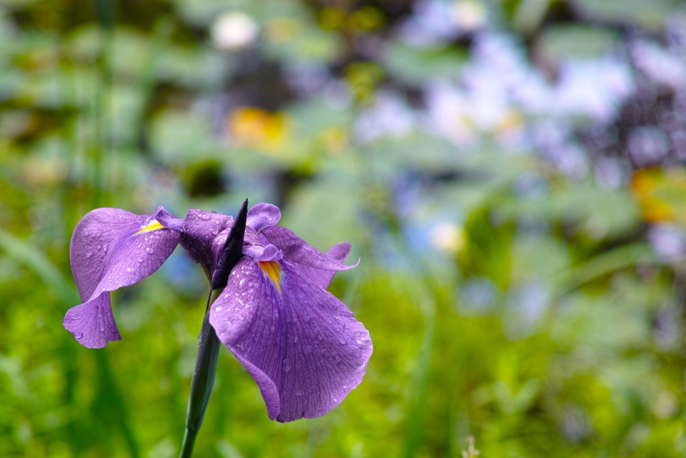 f:id:asahipontax:20180616201413j:plain