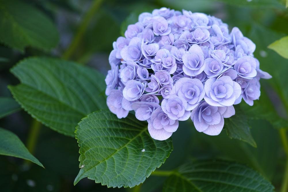 f:id:asahipontax:20180618113654j:plain