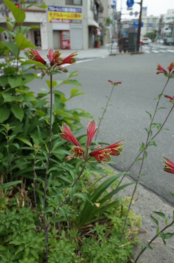 f:id:asahipontax:20180625221118j:plain