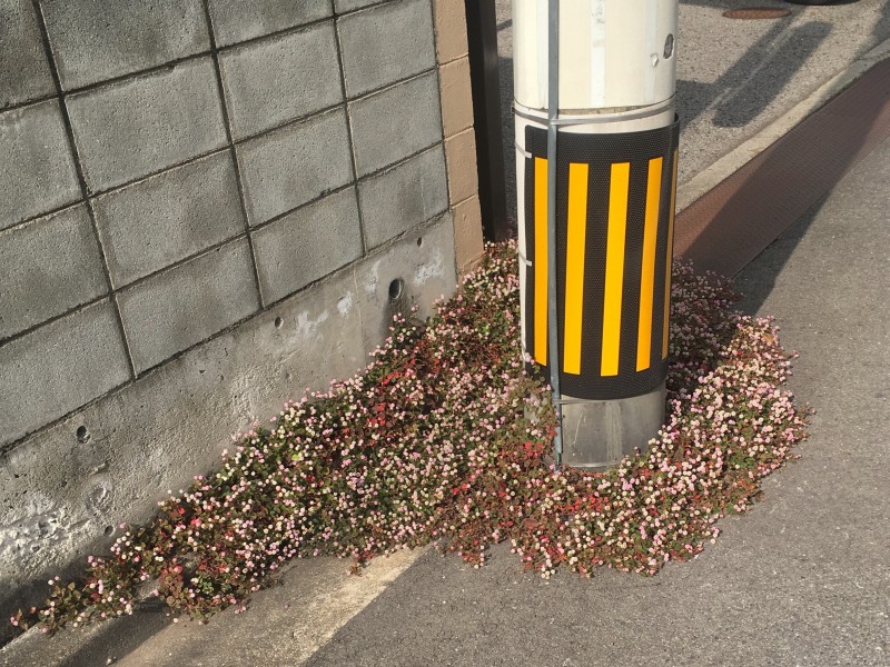 f:id:asahipontax:20180628155436j:plain
