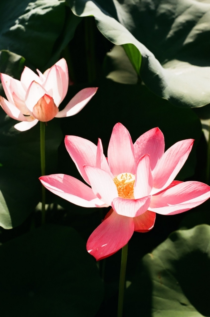 f:id:asahipontax:20180818165520j:plain