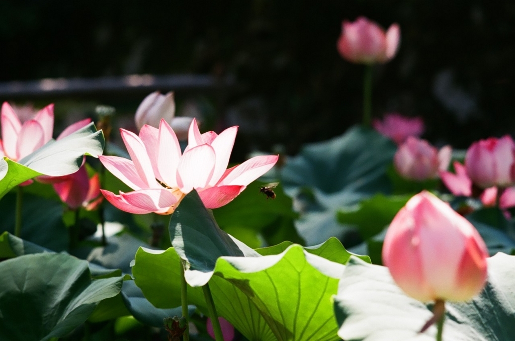 f:id:asahipontax:20180818165546j:plain