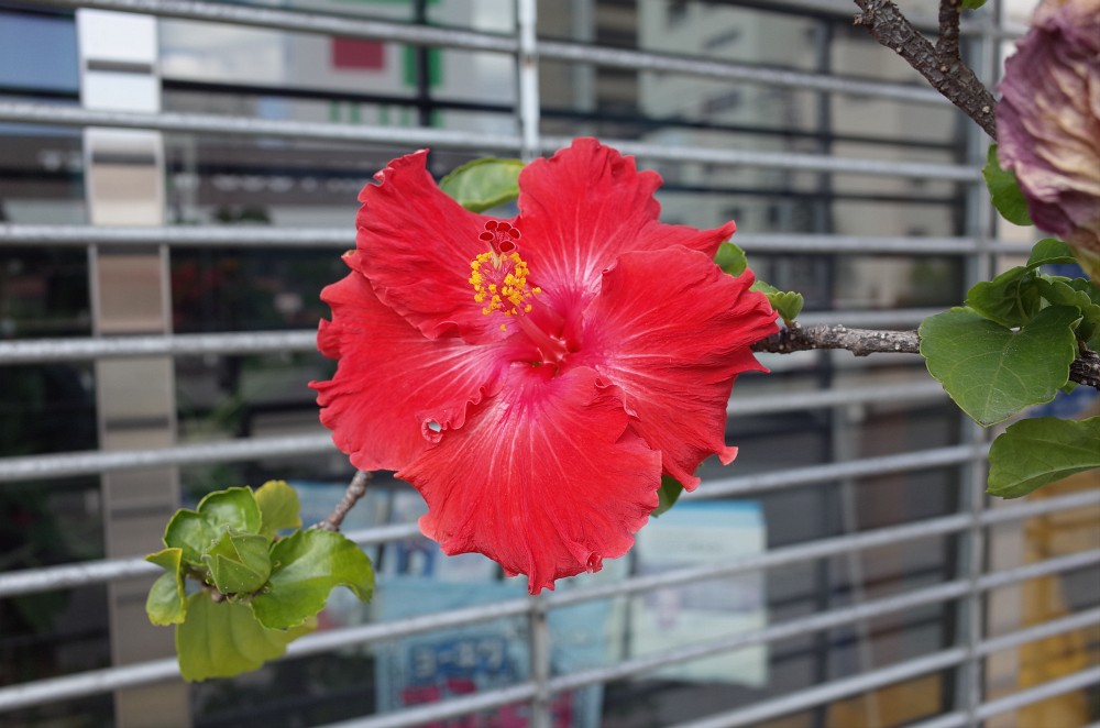 f:id:asahipontax:20181029141110j:plain
