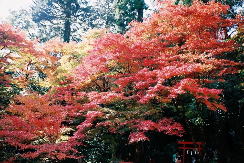 f:id:asahipontax:20181111195922j:plain f:id:asahipontax:20181111195922j:plain