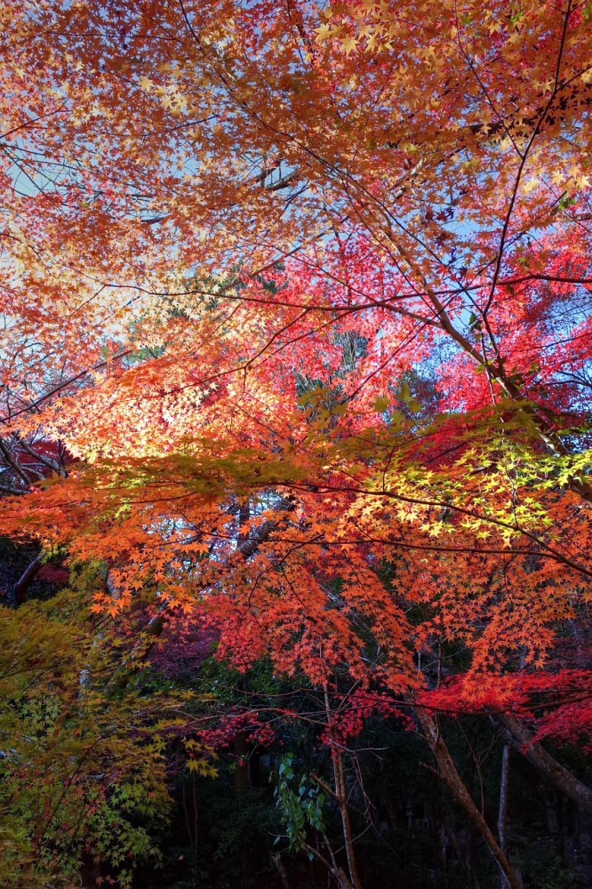 f:id:asahipontax:20181124212840j:plain