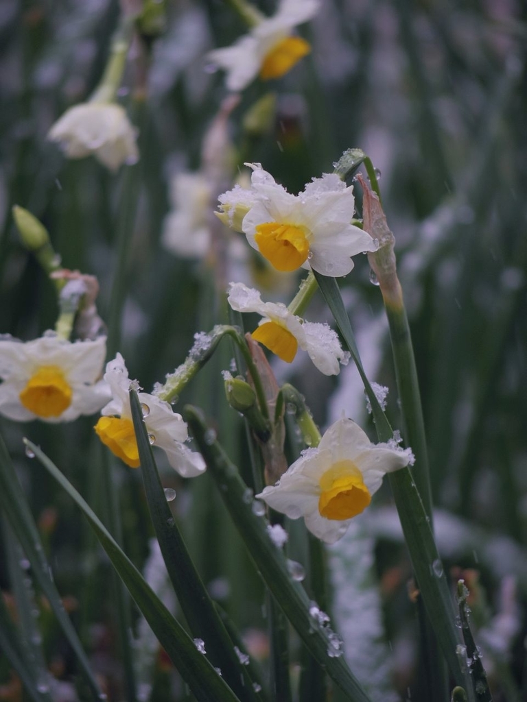 f:id:asahipontax:20190126103212j:plain f:id:asahipontax:20190126103212j:plain