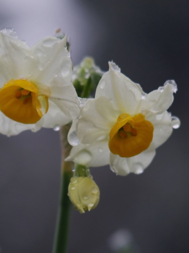 f:id:asahipontax:20190126103225j:plain f:id:asahipontax:20190126103225j:plain