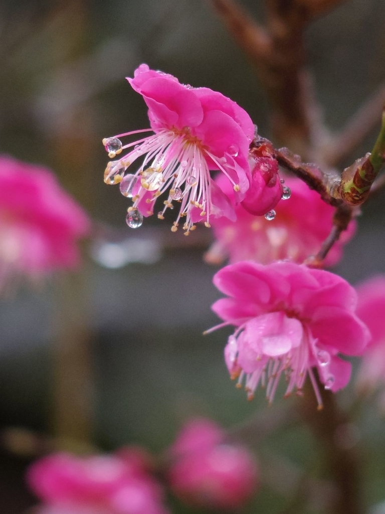 f:id:asahipontax:20190126190251j:plain f:id:asahipontax:20190126190251j:plain