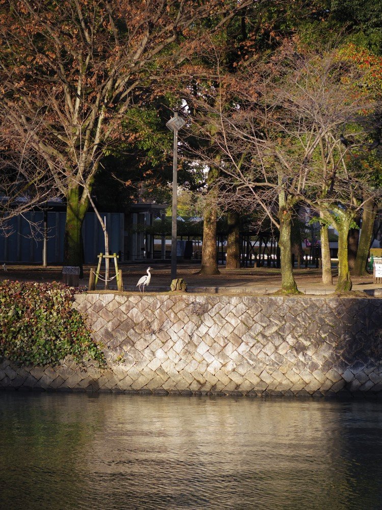 f:id:asahipontax:20190201140917j:plain