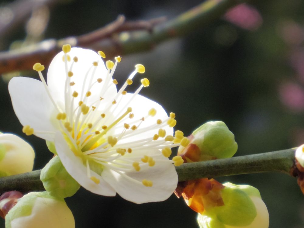 f:id:asahipontax:20190203123043j:plain