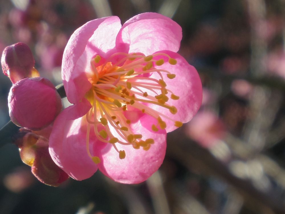 f:id:asahipontax:20190203123103j:plain