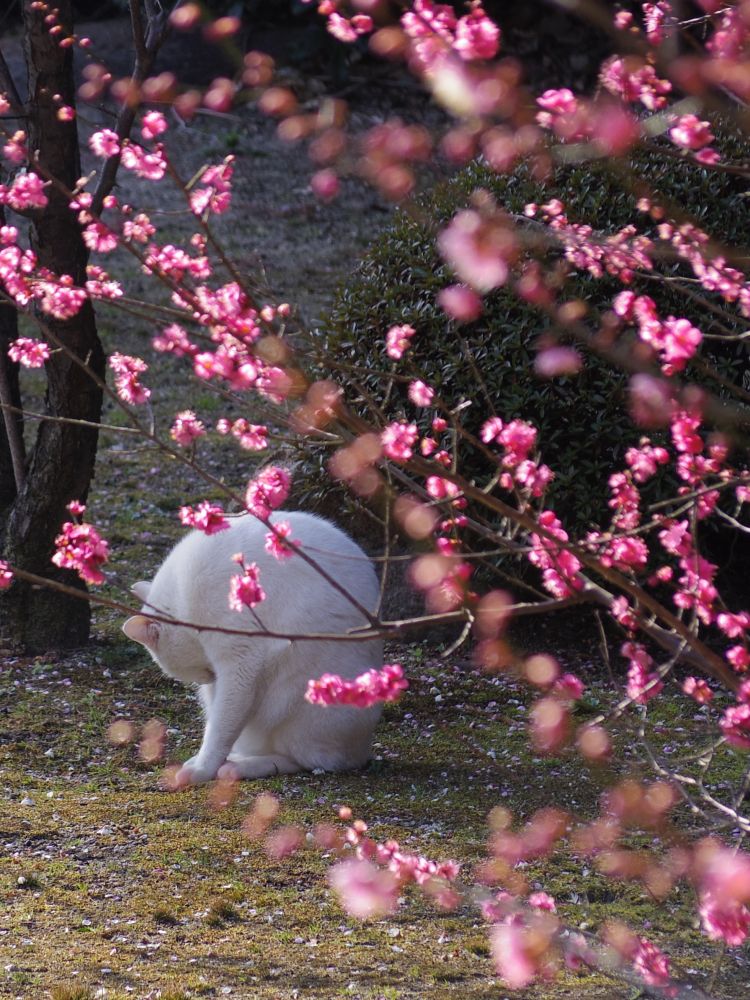 f:id:asahipontax:20190203123458j:plain