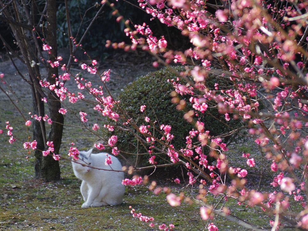 f:id:asahipontax:20190203123531j:plain