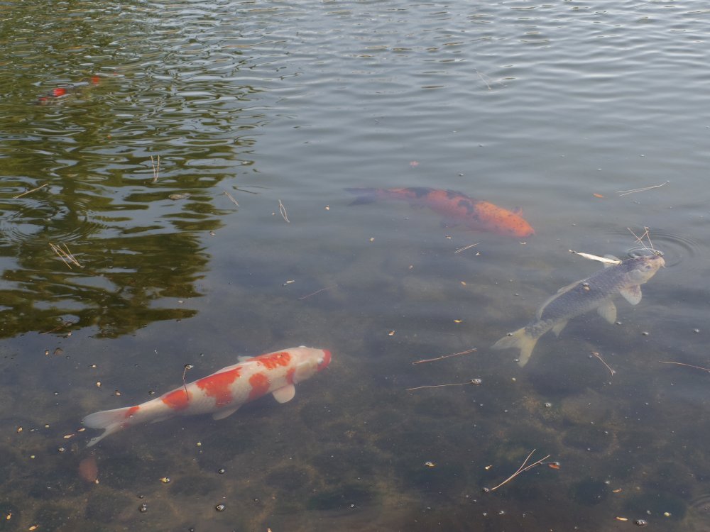 f:id:asahipontax:20190207145632j:plain