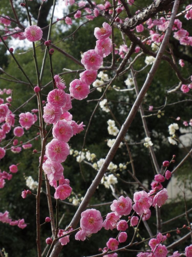 f:id:asahipontax:20190210201239j:plain