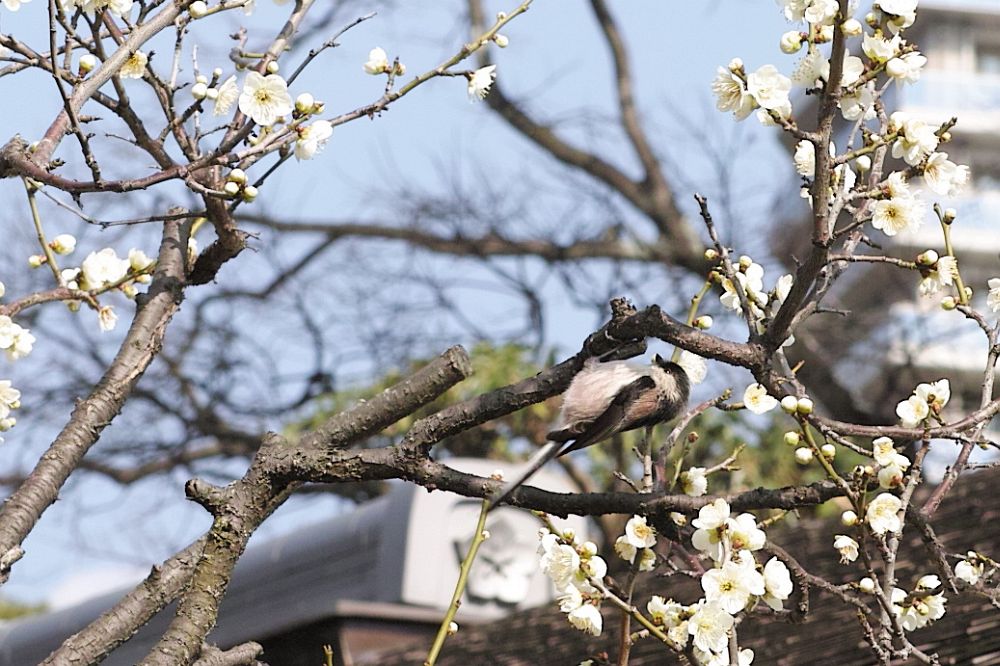 f:id:asahipontax:20190217231053j:plain