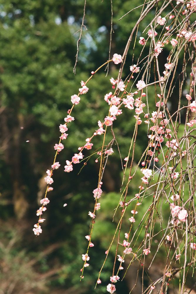 f:id:asahipontax:20190223235437j:plain