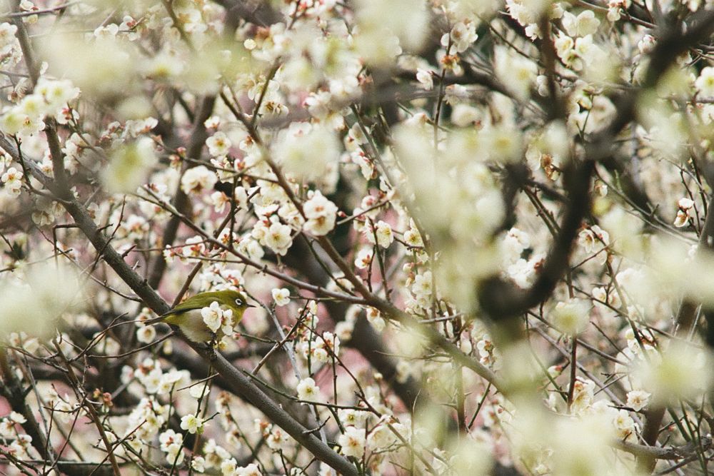 f:id:asahipontax:20190224002309j:plain