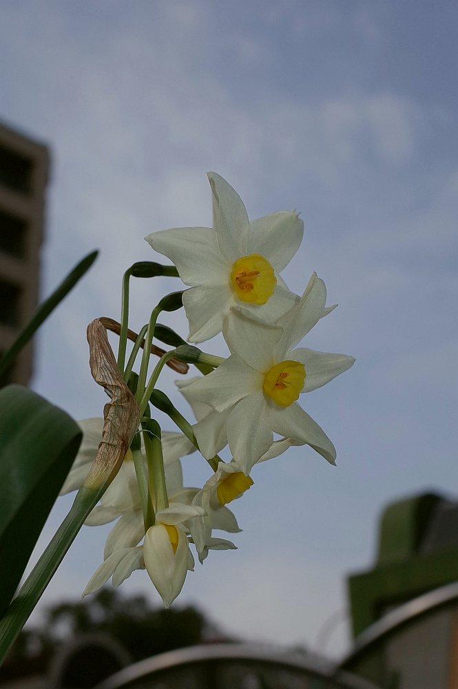 f:id:asahipontax:20190226151844j:plain