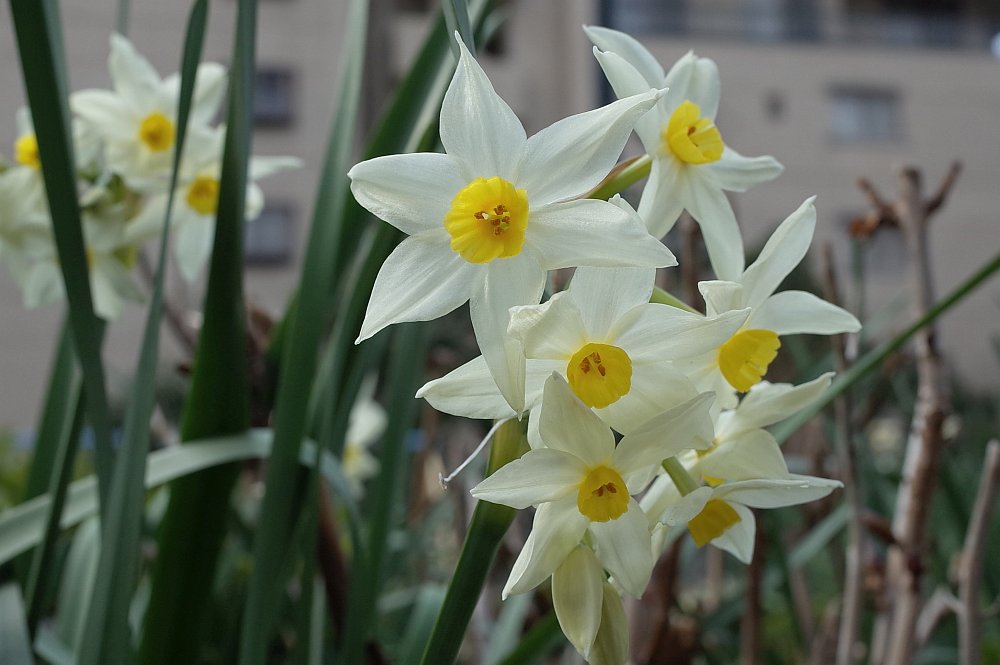 f:id:asahipontax:20190226151945j:plain