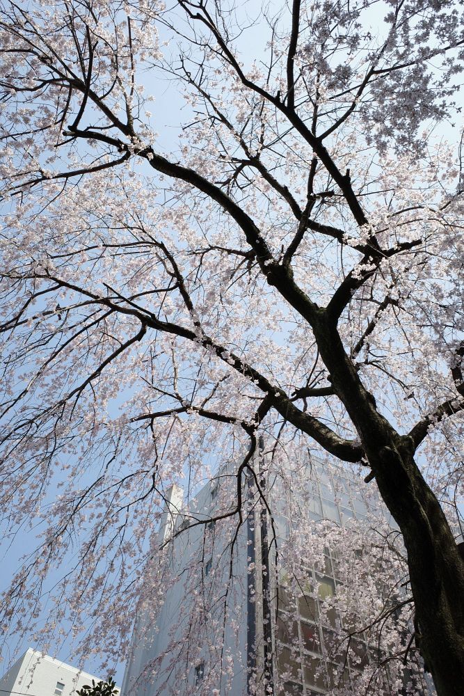f:id:asahipontax:20190331203618j:plain