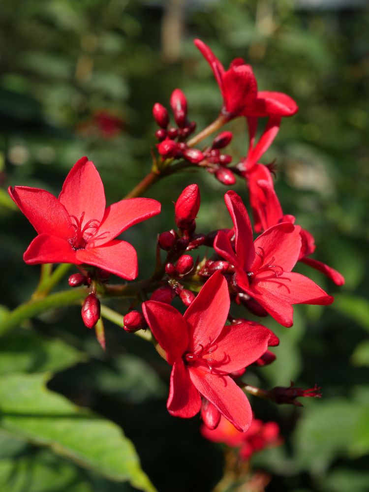 f:id:asahipontax:20190409073139j:plain