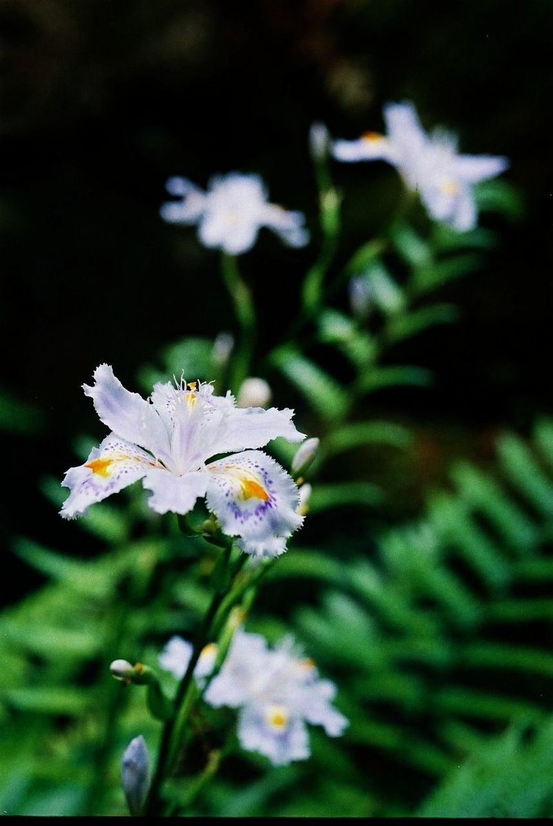 f:id:asahipontax:20190510002336j:plain