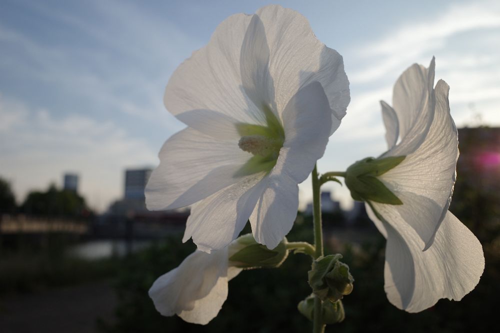f:id:asahipontax:20190613215331j:plain