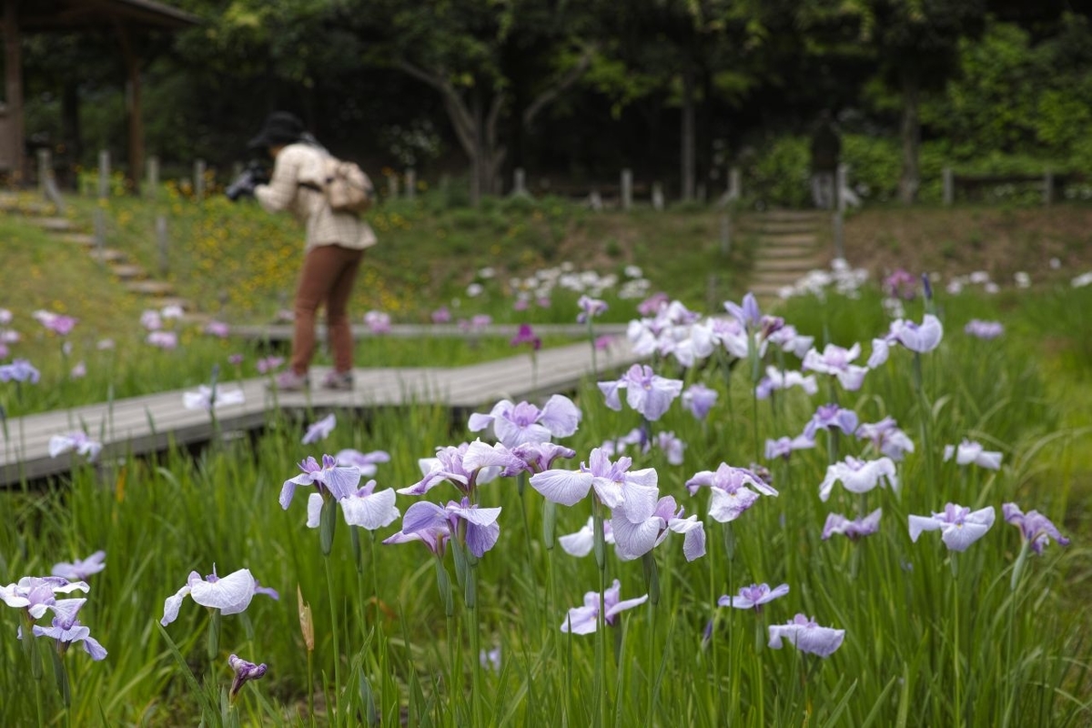 f:id:asahipontax:20190617005527j:plain