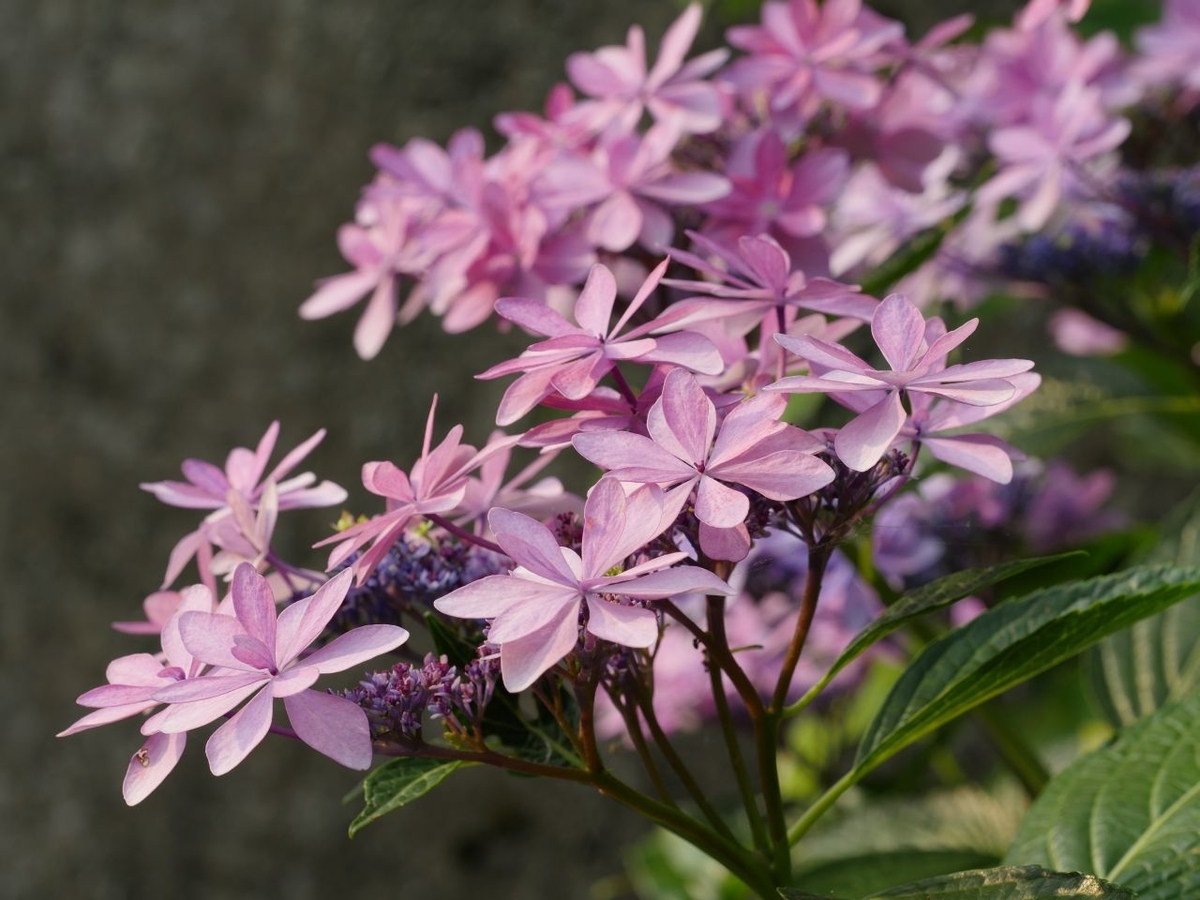f:id:asahipontax:20190623193939j:plain