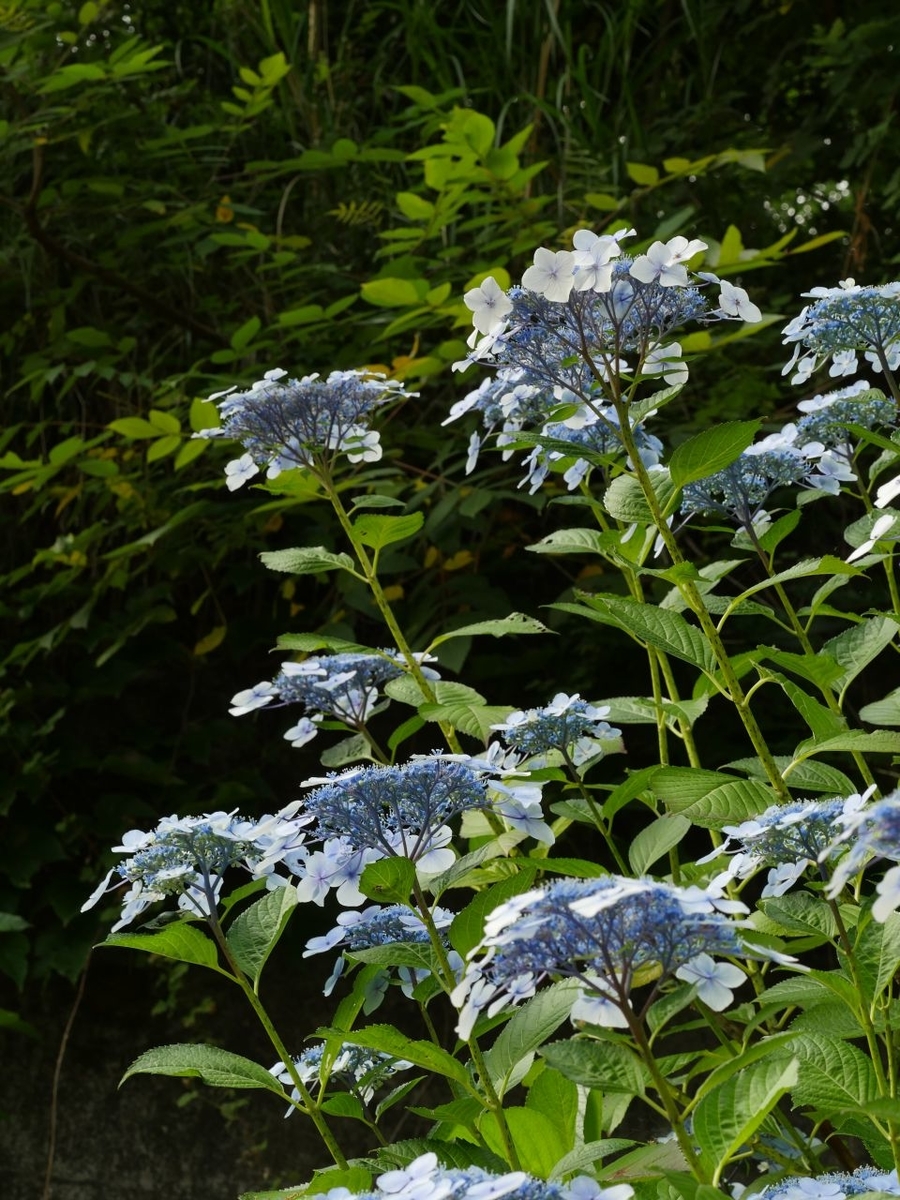 f:id:asahipontax:20190623194011j:plain