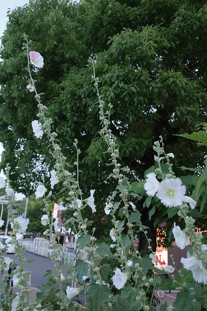 f:id:asahipontax:20190625155551j:plain