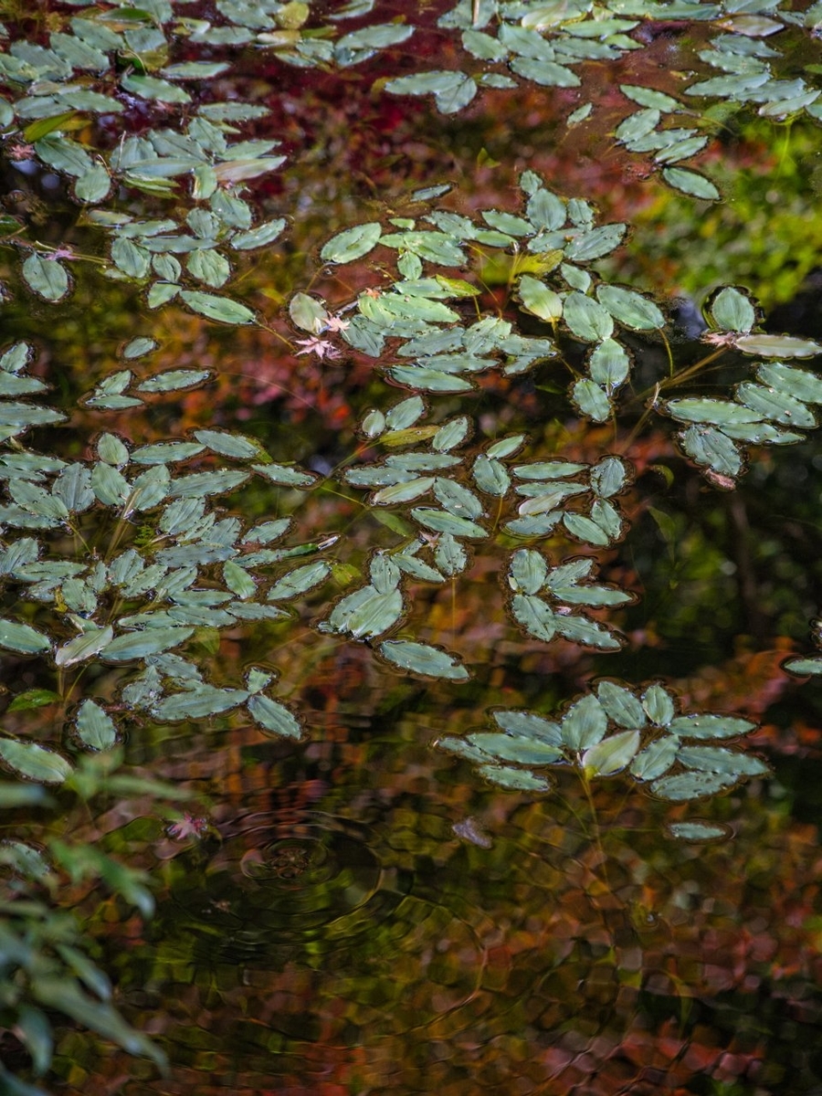 f:id:asahipontax:20191110220650j:plain