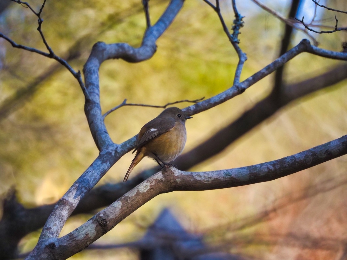 f:id:asahipontax:20200212010637j:plain f:id:asahipontax:20200212010637j:plain