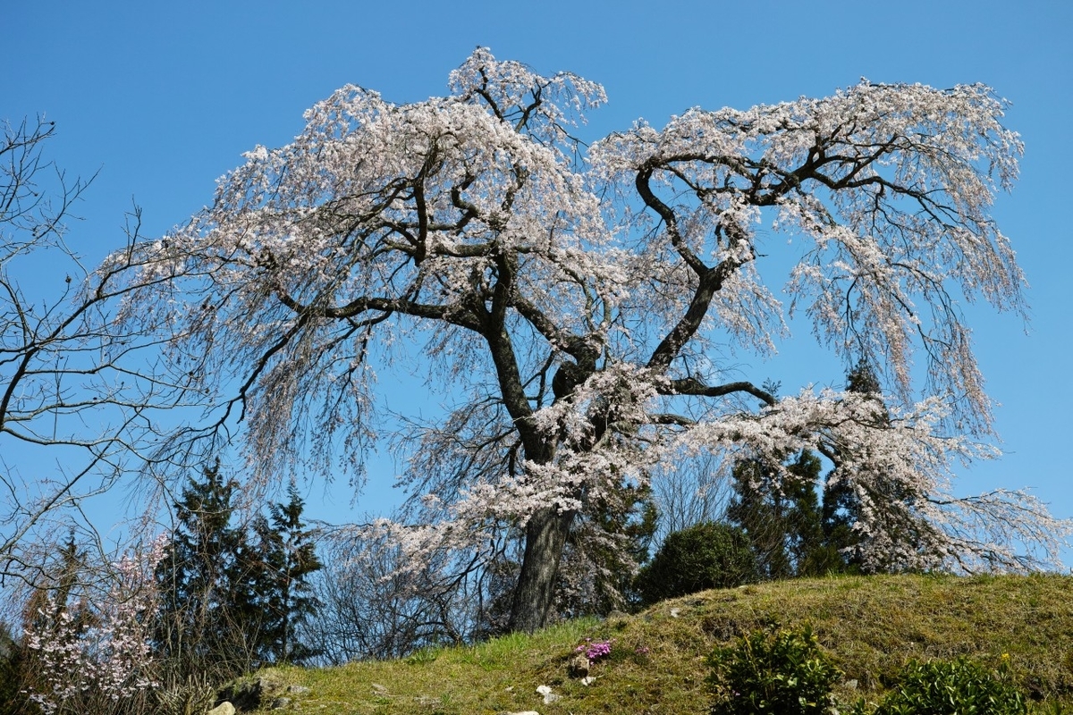 f:id:asahipontax:20200405003256j:plain