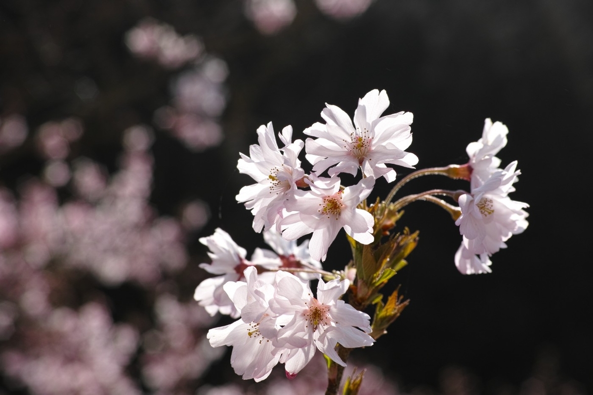 f:id:asahipontax:20200405004006j:plain