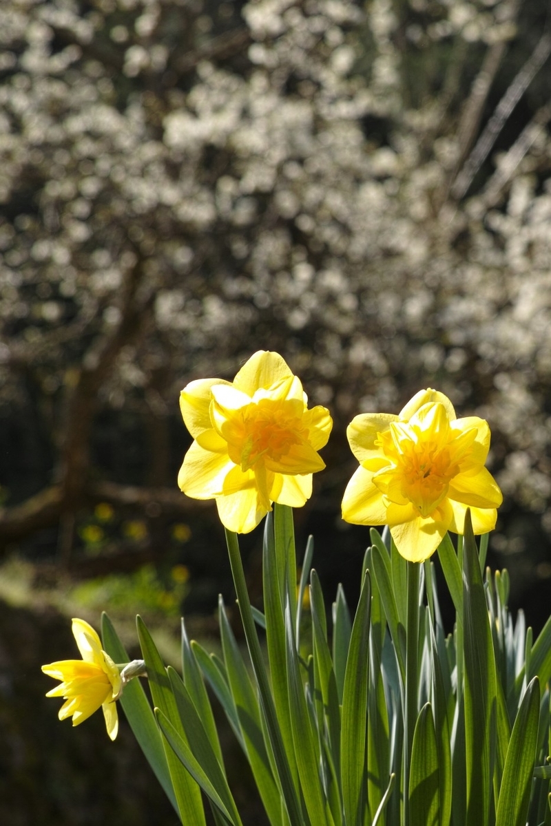 f:id:asahipontax:20200405004046j:plain