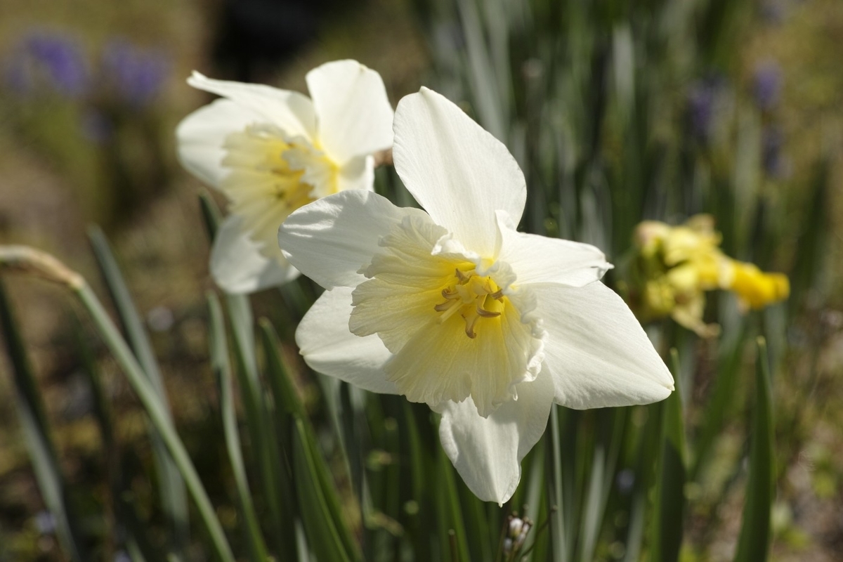 f:id:asahipontax:20200405004314j:plain