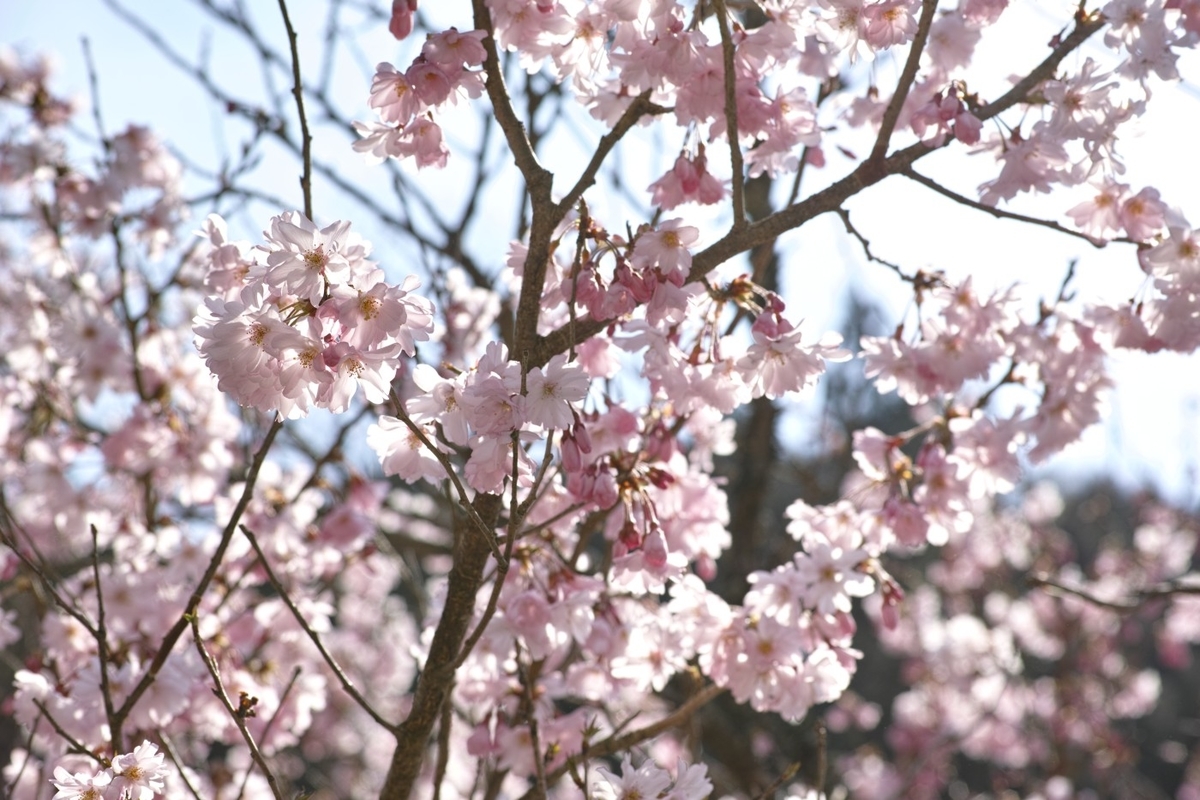 f:id:asahipontax:20200405004346j:plain