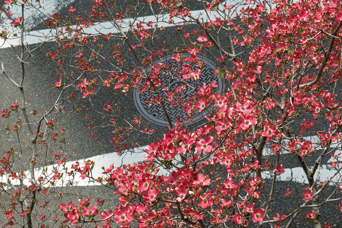 f:id:asahipontax:20200417101729j:plain