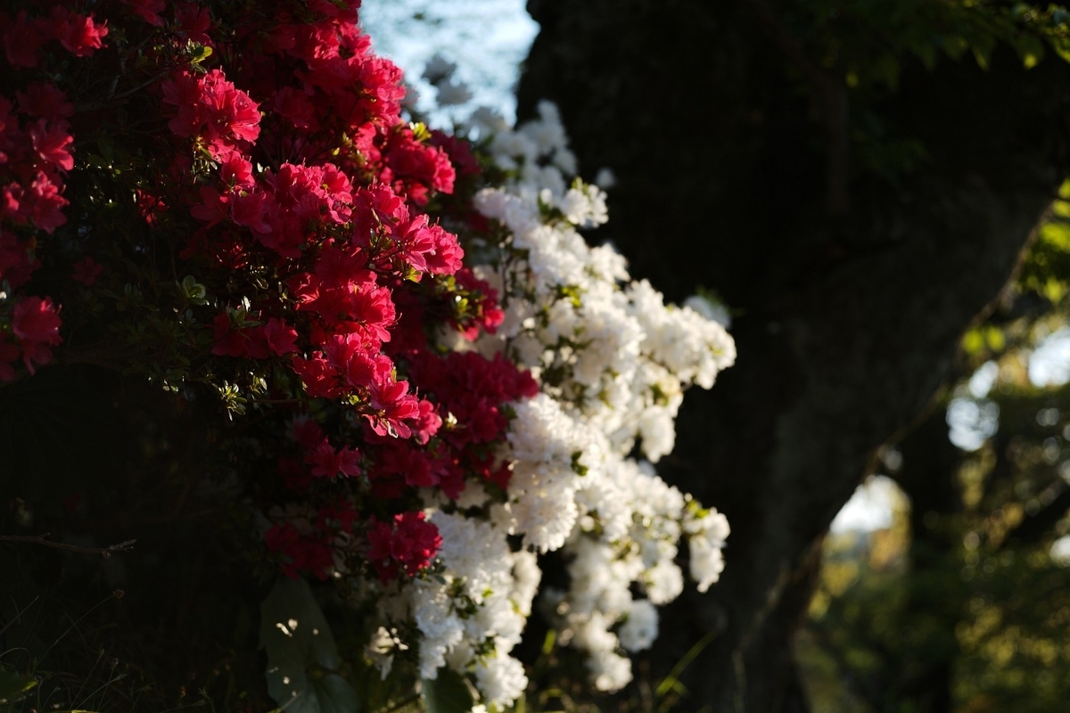 f:id:asahipontax:20200429225355j:plain