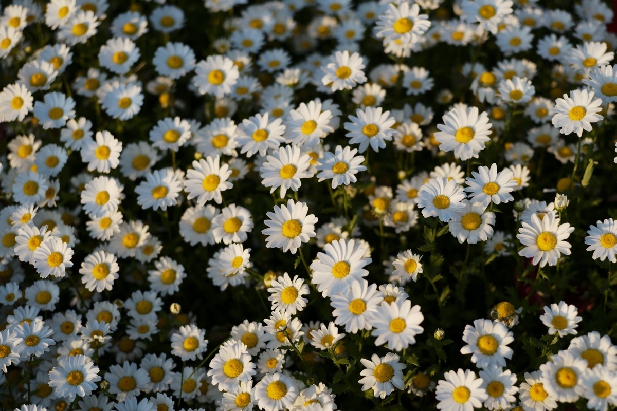 f:id:asahipontax:20200501110042j:plain