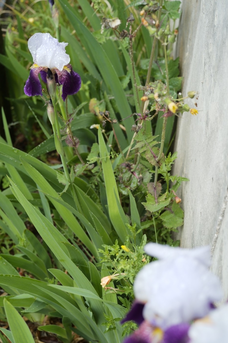 f:id:asahipontax:20200510211937j:plain